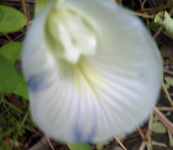 Butterfly pea