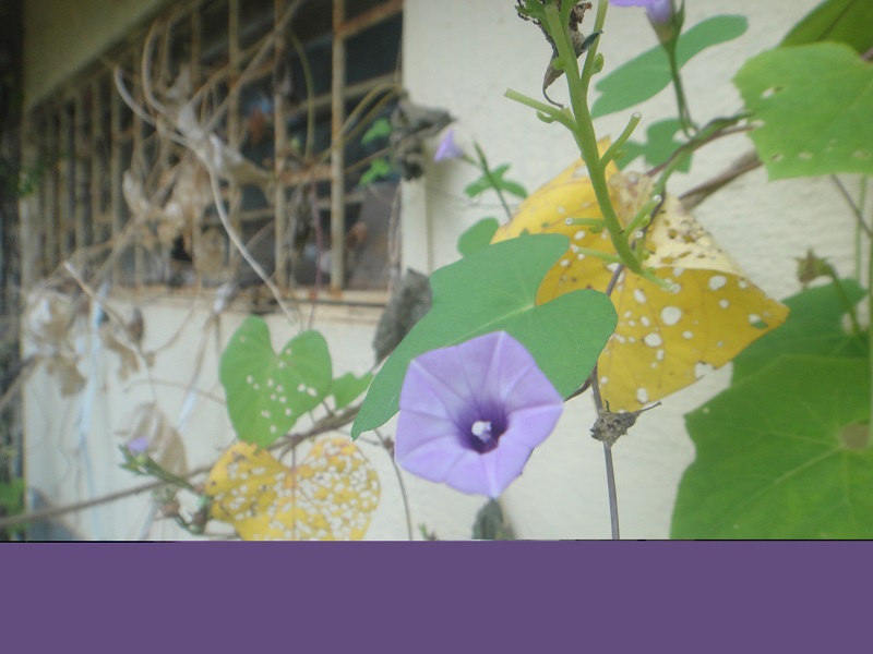 Morning glory